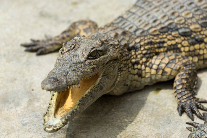 Кастров крокодил не воли баш сваког госта