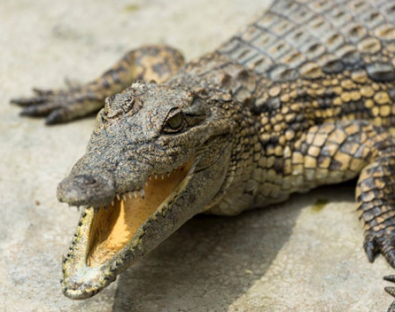 Кастров крокодил не воли баш сваког госта