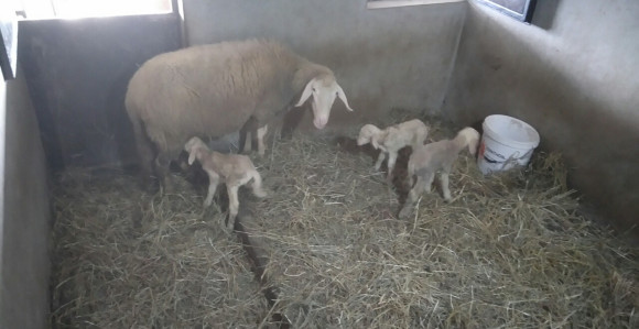 Ovca ojagnjila troje jagnjadi