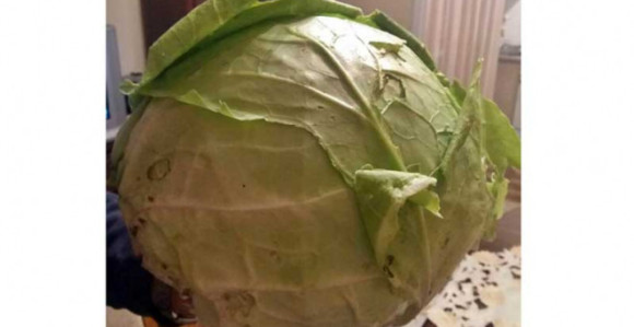 Trebinje: Glavica kupusa od 4,3 kg