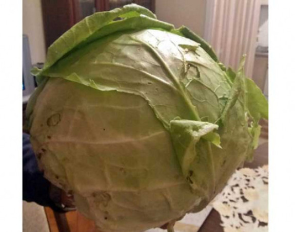 Trebinje: Glavica kupusa od 4,3 kg