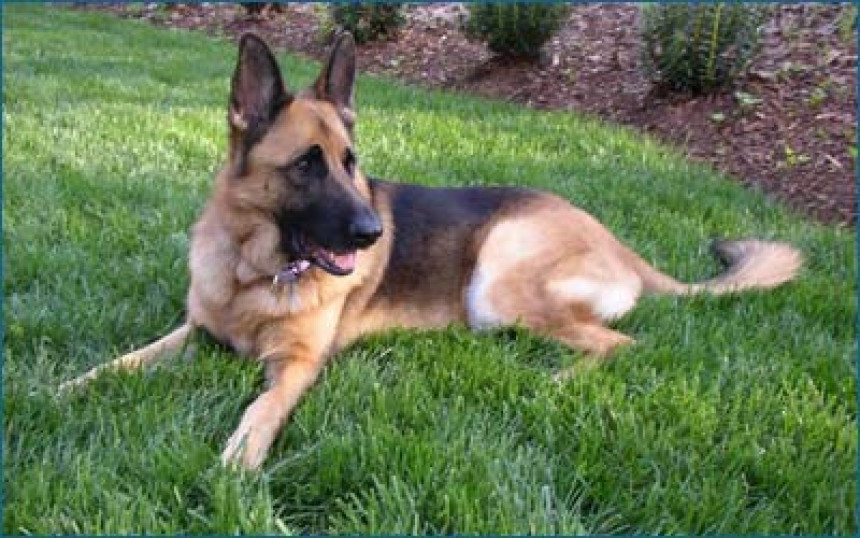 Pas učinio sve da spasi vlasnicu