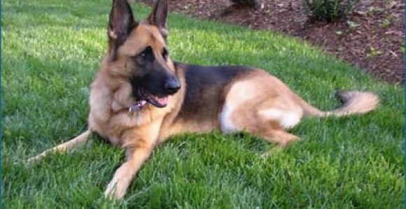 Pas učinio sve da spasi vlasnicu