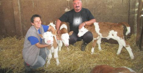 Čudo u Loznici: Krava otelila tri teleta