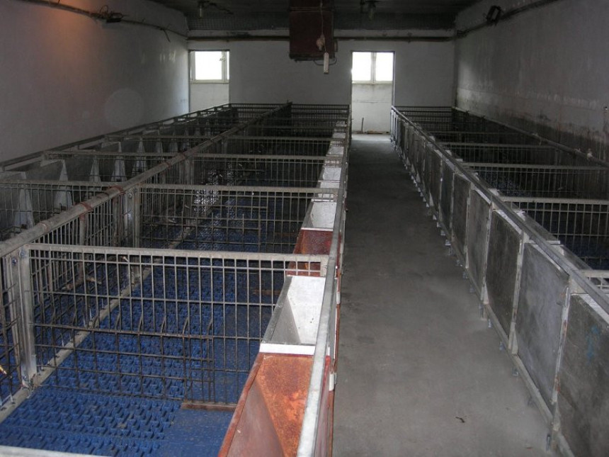 Узгајивачи свиња пред затварањем фарми