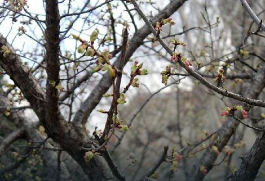 Цвјетају трешње, родиле и маслине