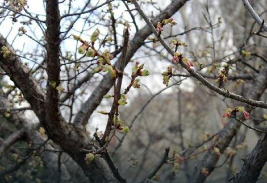 Cvjetaju trešnje, rodile i masline