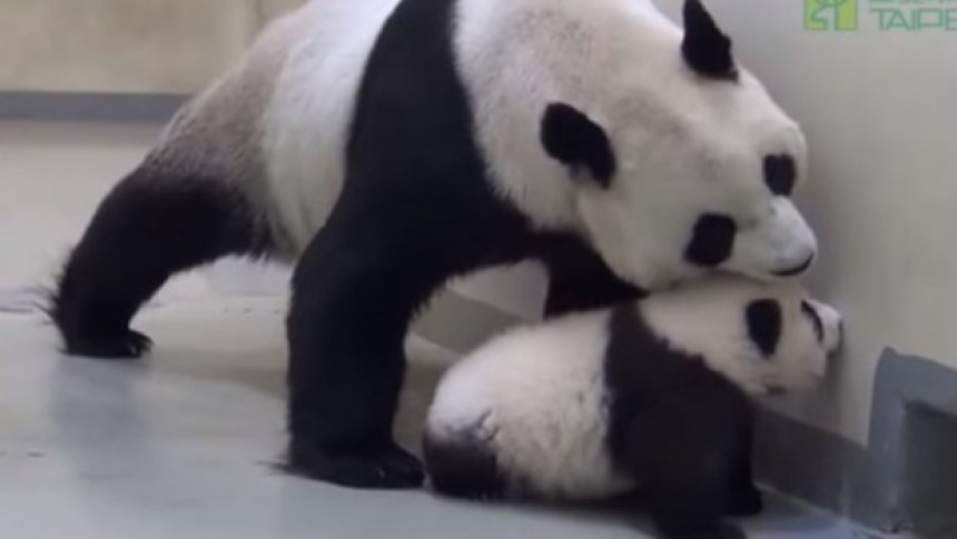 Bebi pandi se nije spavalo, a onda je...