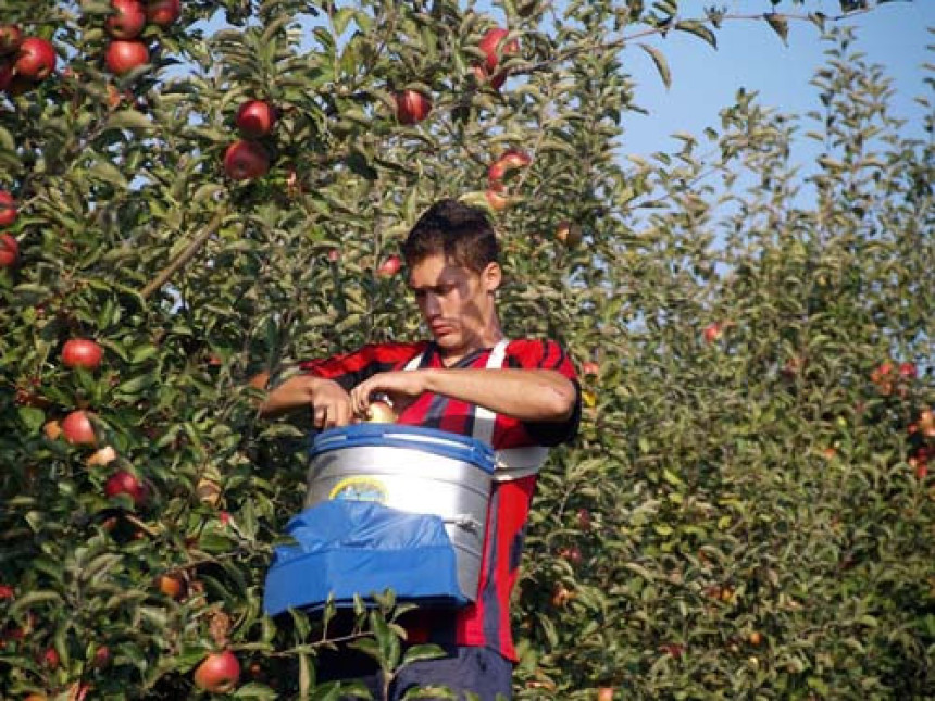 Ништа од брања јабука на Новом Зеланду