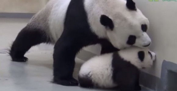 Bebi pandi se nije spavalo, a onda je...