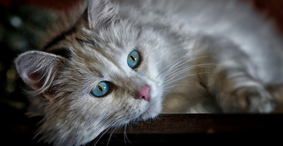 Udomio polumrtvu mačku, pa od nje napravio...