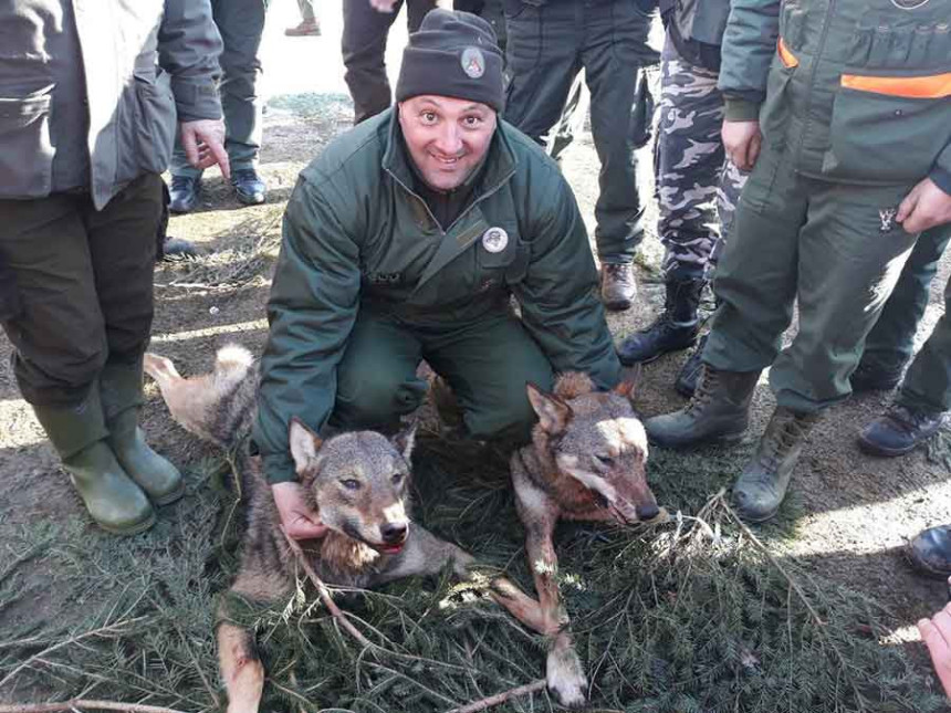 Hiljadu lovaca u hajci na vuka
