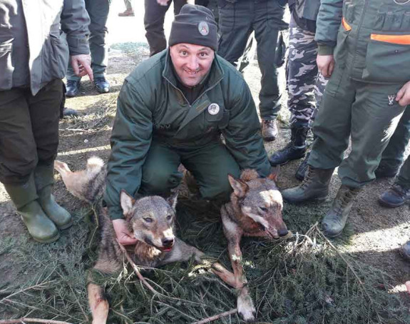 Hiljadu lovaca u hajci na vuka