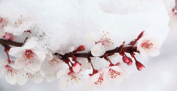 Biće veće cijene voća zbog mraza