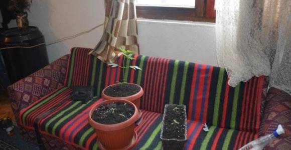 Umjesto cvijeća uzgajao konoplju