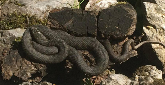 Klupko zmija u centru grada  