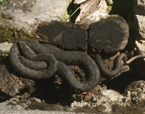 Klupko zmija u centru grada  