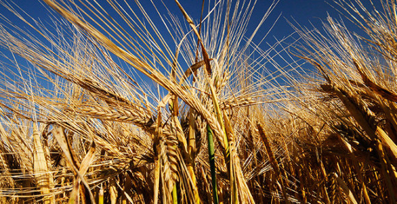 I danas velike vrućine