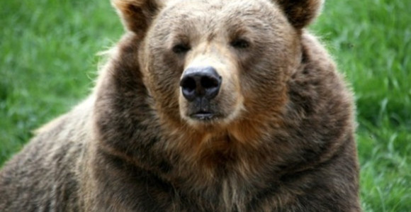 Okupao se, pa napao domaćina