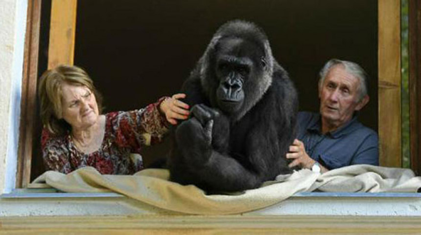 Брачни пар већ 18 година живи с горилом