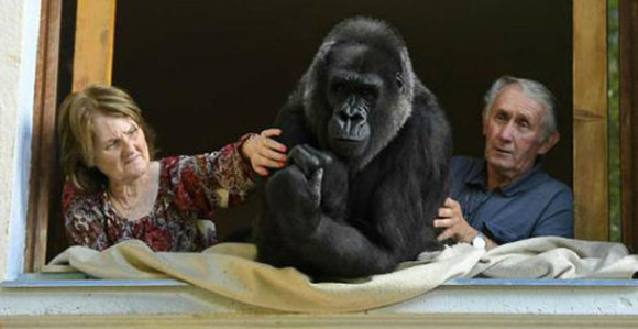 Bračni par već 18 godina živi s gorilom