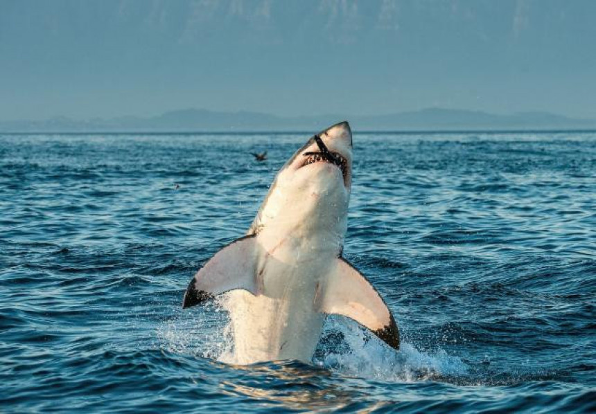 Напад ајкуле пред купачима