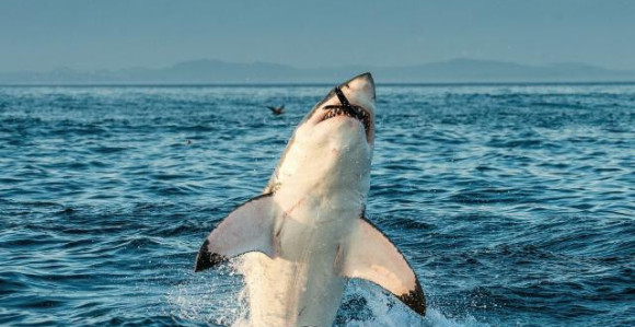 Napad ajkule pred kupačima