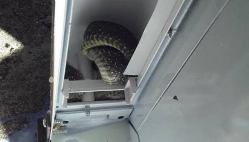 Žena iz Trebinja u frižideru našla zmiju