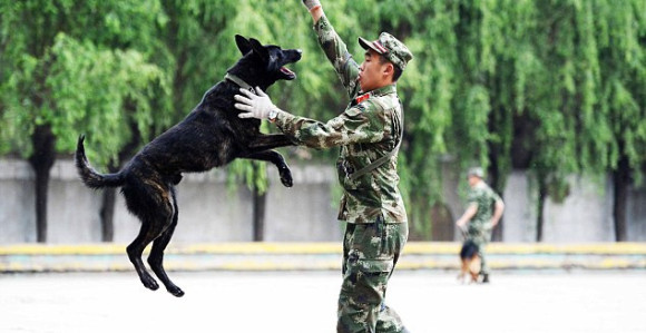 Шок: Кинеска полиција користи клониране псе