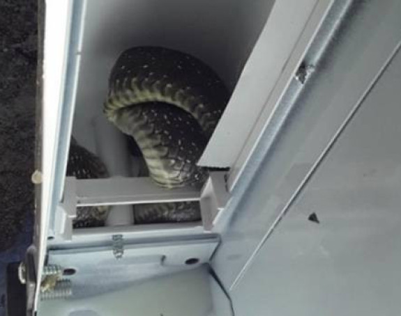 Žena iz Trebinja u frižideru našla zmiju