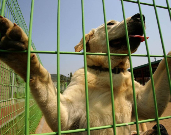 Video: Masa luduje, a njemu ništa nije jasno!