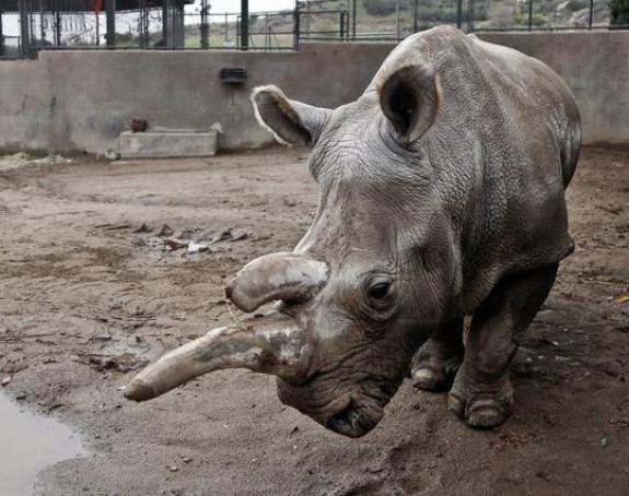 Ostala samo tri bijela nosoroga na svijetu