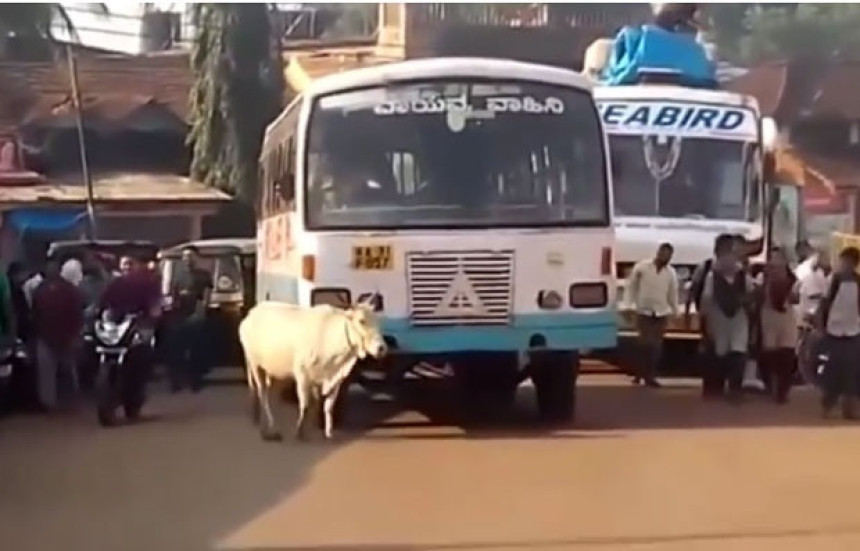 Zaustavlja autobus koji joj je ubio tele