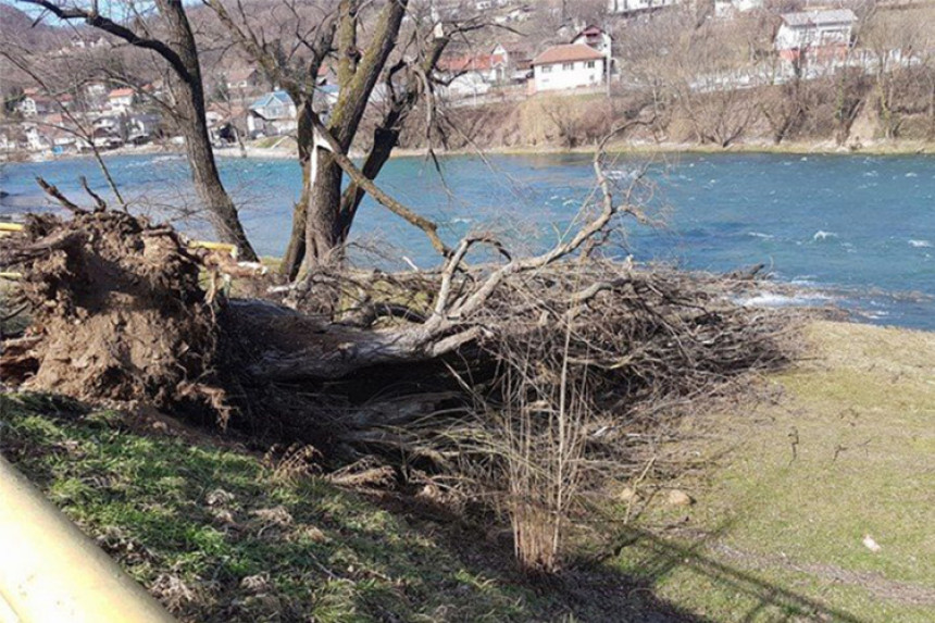 Jak vjetar oborio stablo u Banjaluci