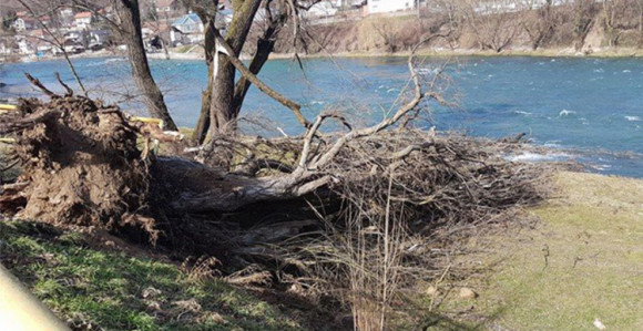 Jak vjetar oborio stablo u Banjaluci