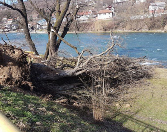Јак вјетар оборио стабло у Бањалуци