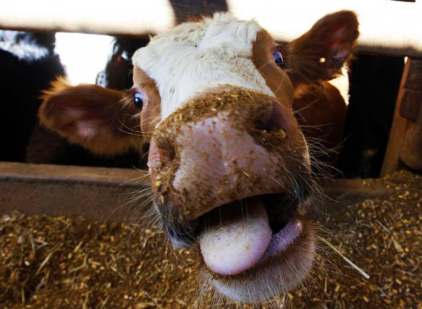 Потврђен случај "лудих крава" у Француској