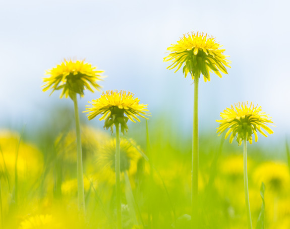 Jedite i pijte maslačak