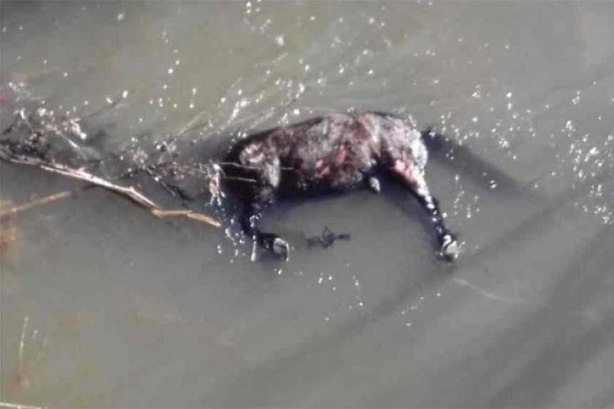 Коњу свезали ноге и бацили га