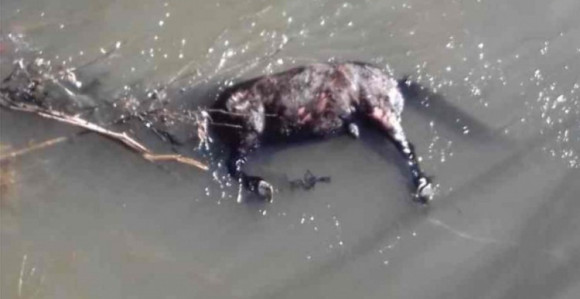 Konju svezali noge i bacili ga