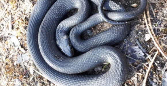 BG: U dispanzeru pronašli zmiju  