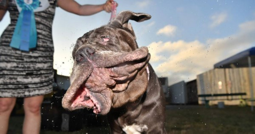 Mastif Marta najružniji pas na svetu