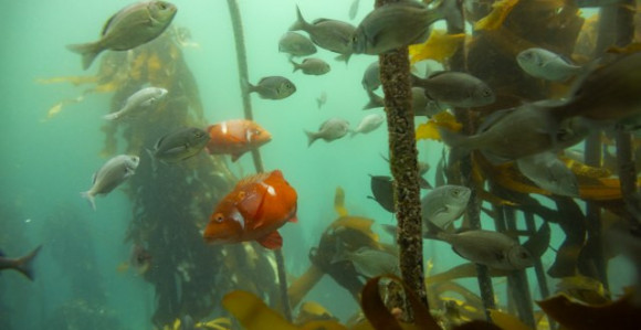 Напуштени танкер темпирана бомба 