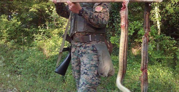 Ubio zmiju dugu tri metra štapom