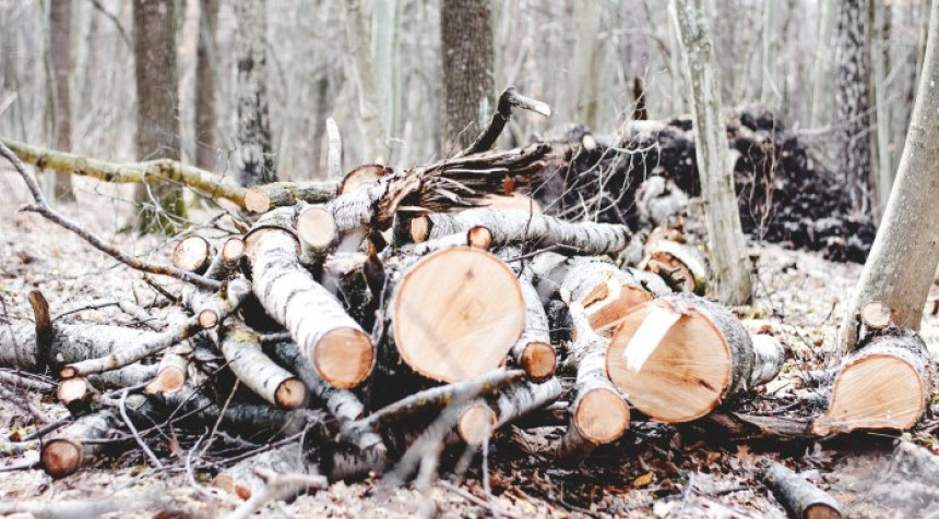 Pale: Bespravno sjekao šumu