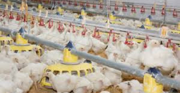 EU: Odobren izvoz pilećeg mesa 