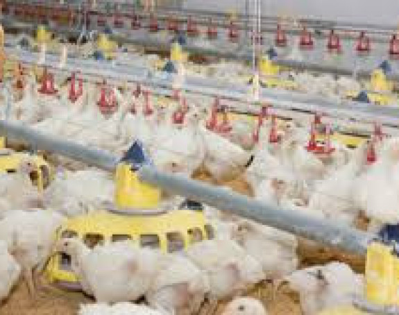 ЕУ: Одобрен извоз пилећег меса 