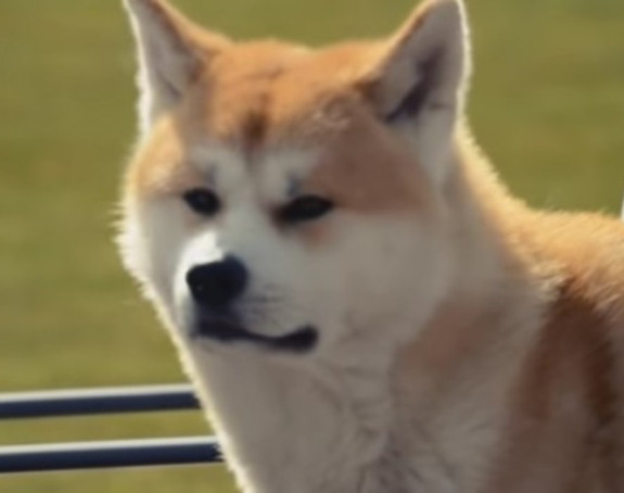 Drama: Pas izujedao djevojčicu po licu