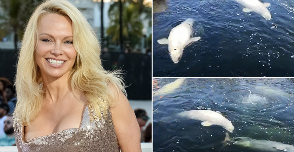 Pamela Anderson moli Putina da zaštiti kitove