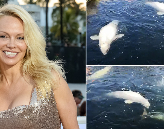 Pamela Anderson moli Putina da zaštiti kitove